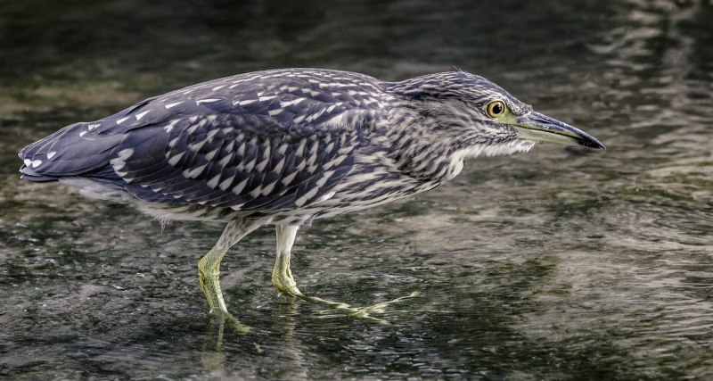 Gallinago Gallinago