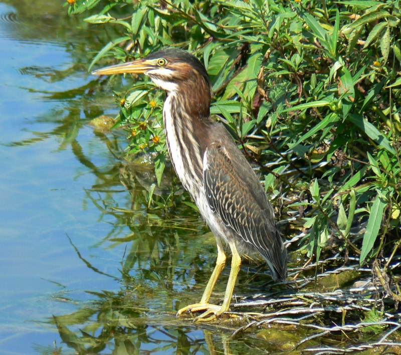 Кроншнеп средний – Numenius phaeopus