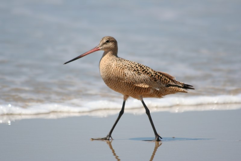 Чернозобик Calidris Alpina