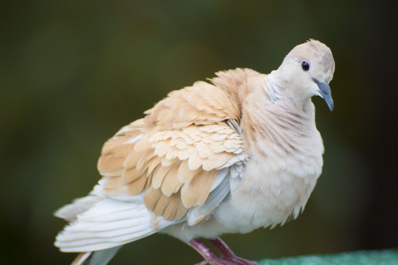 White Pigeon dbx1