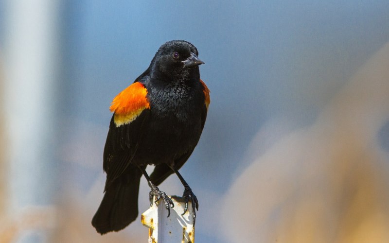 Redwing Blackbird