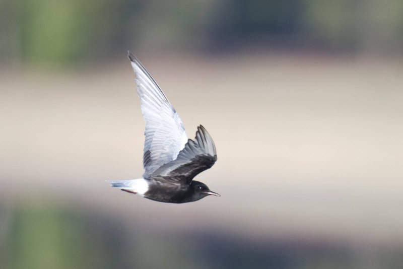 White Winged Tern