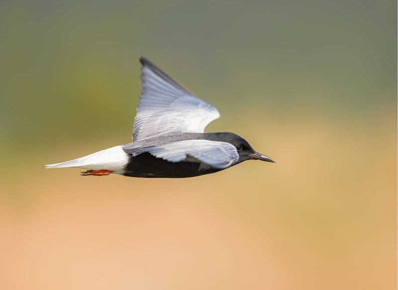 White Winged Tern
