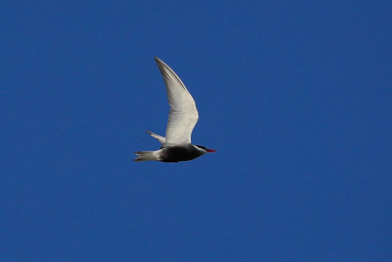 Desmalopex leucopterus)