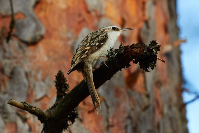 Certhia familiaris