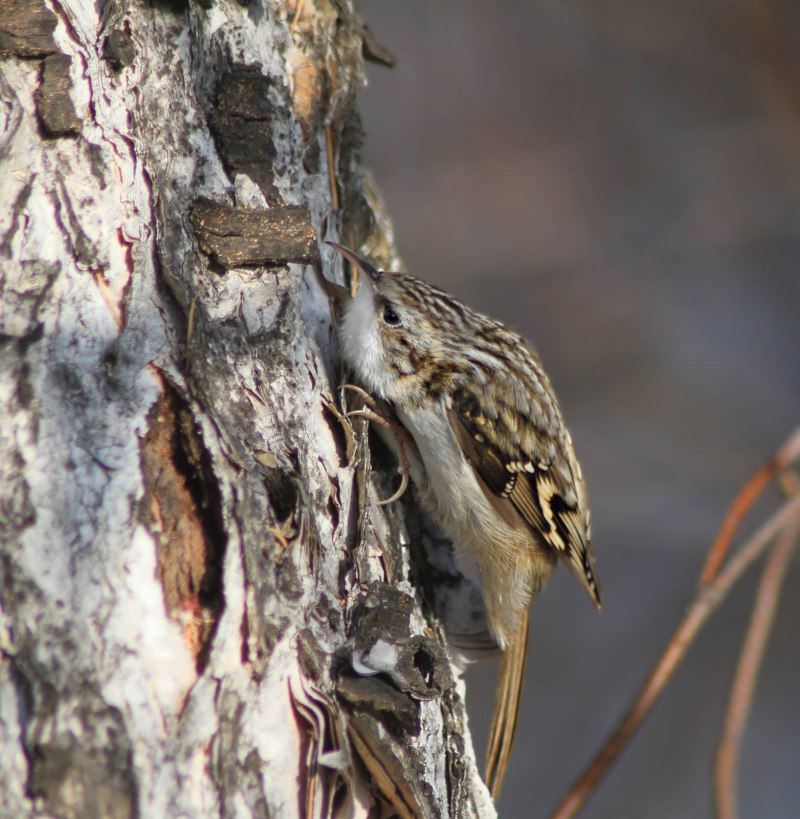 Пищуха (Certhia familiaris l.)