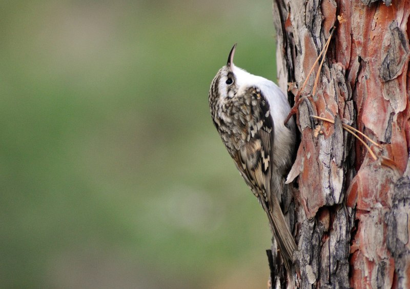 Пищуха (Certhia familiaris l.)