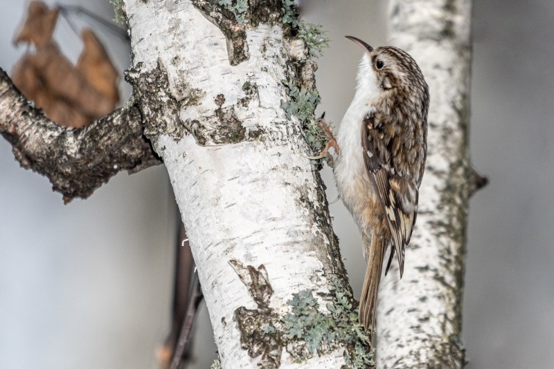 Пищуха обыкновенная (Certhia familiaris)