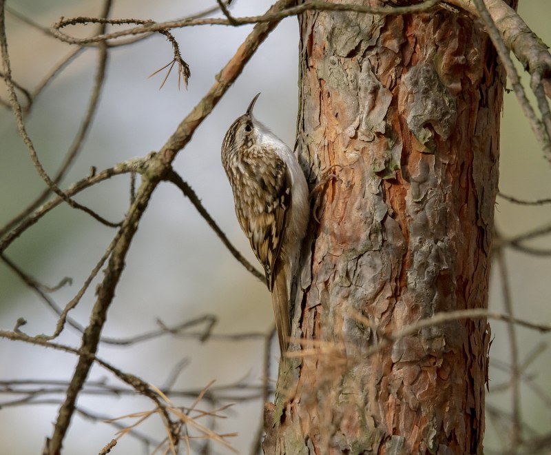 Пищуха обыкновенная (Certhia familiaris)