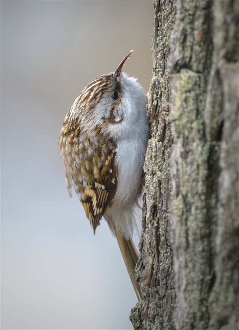 Пищуха (Certhia familiaris l.)