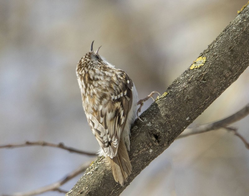 Certhia familiaris