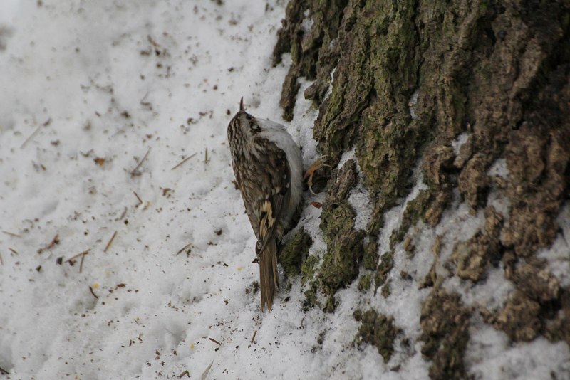 Пищуха (Certhia familiaris l.)