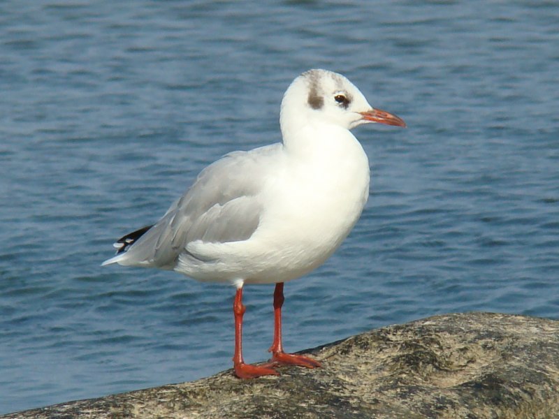 Larus argentatus