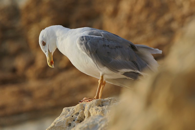 Larus argentatus