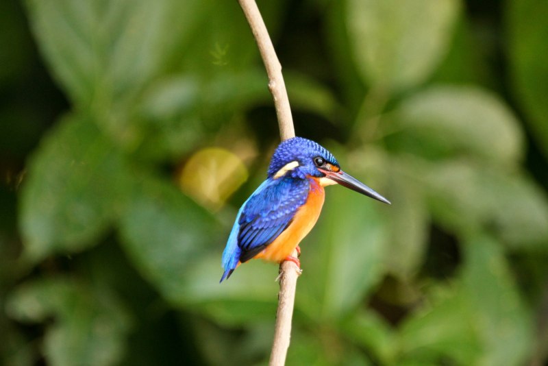 Blue Kingfisher