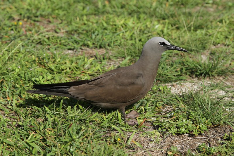 Bylot Island Bird Sanctuary