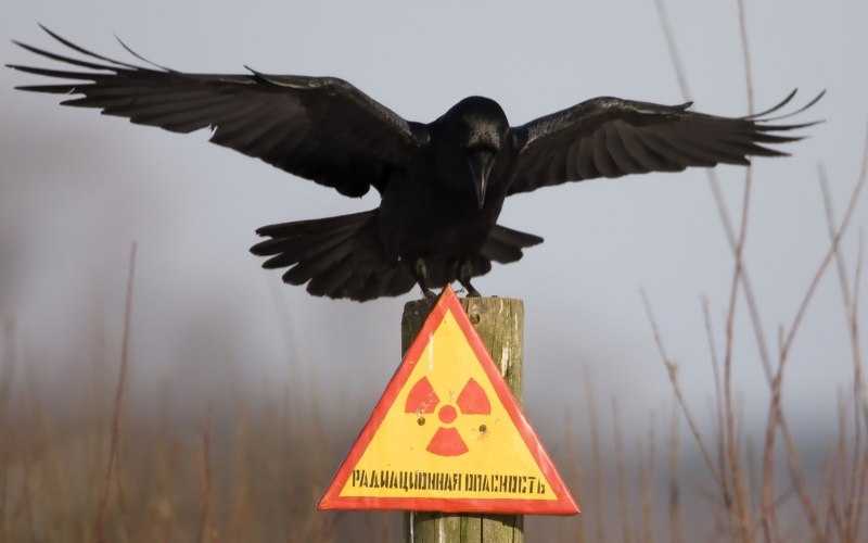 Ворон на знаке радиации