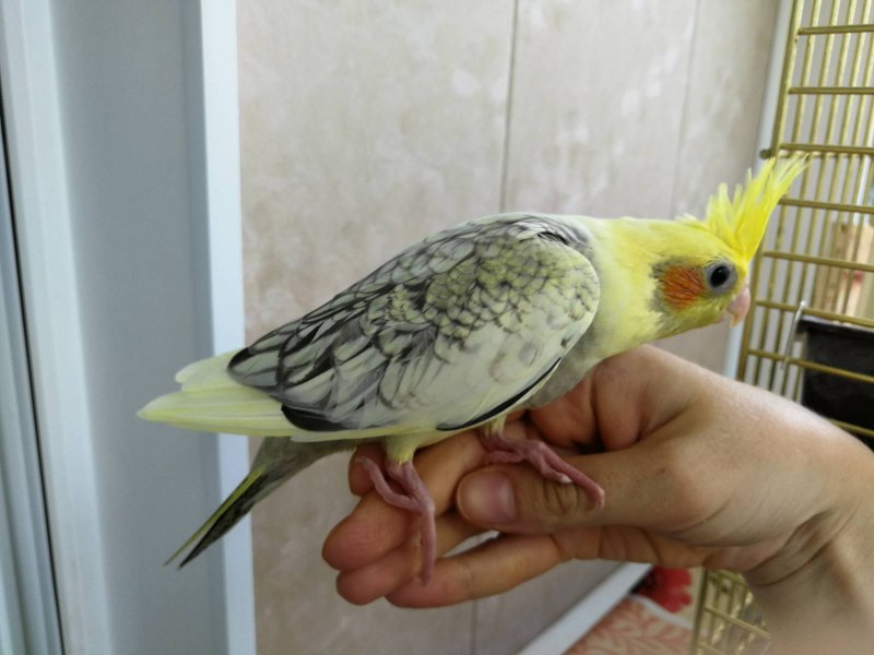 Попугай корелла белый