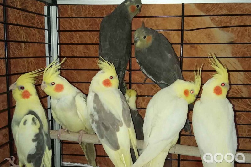 Корелла попугай расцветки