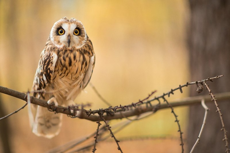 Европейский тювик Accipiter brevipes (Severtsov, 1850) на карте ареал