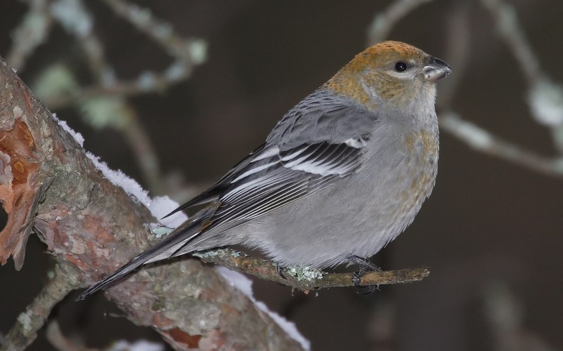 Семейство: Вьюрковые (Fringillidae)