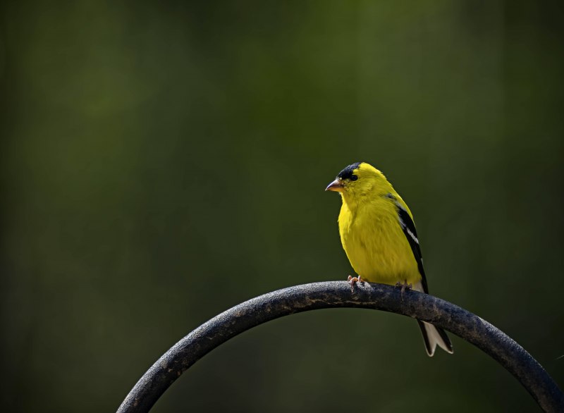 Барбарис Еллоу Бирд (Yellow Bird)
