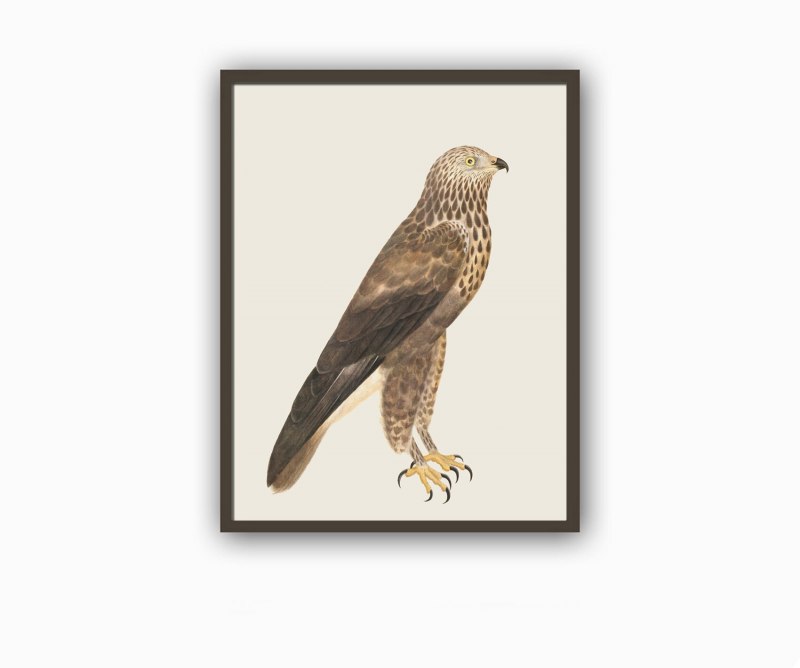Vintage Raven Print