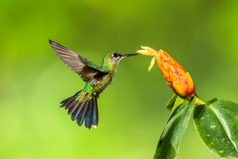Yellow Warbler птица