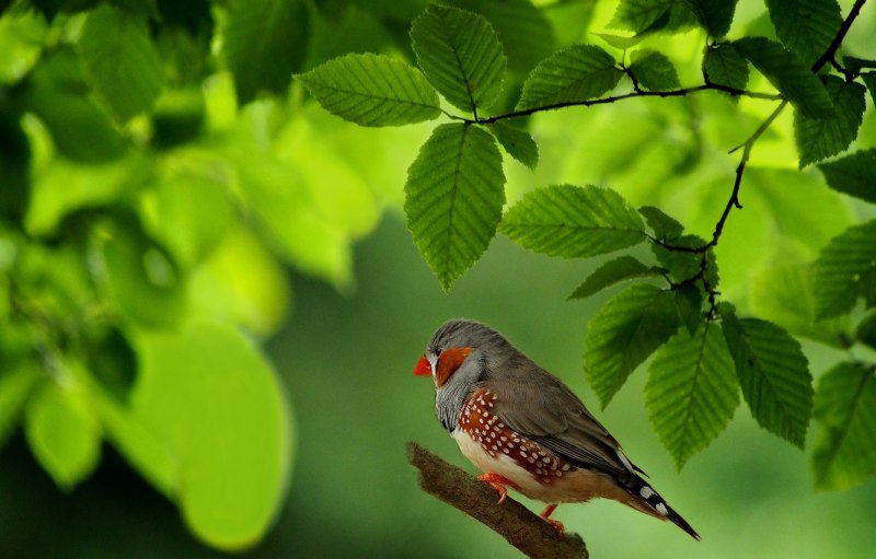 Природа птицы