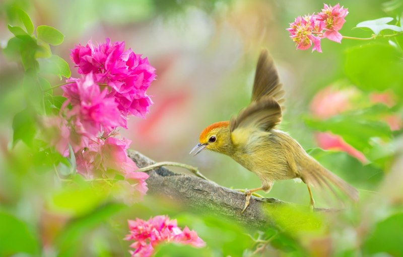 Природа птицы