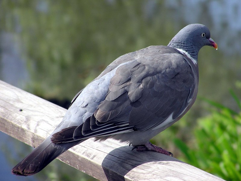 Вяхирь (Columba palumbus)