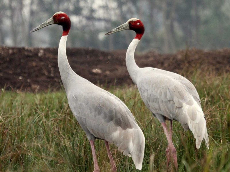 Grus leucogeranus