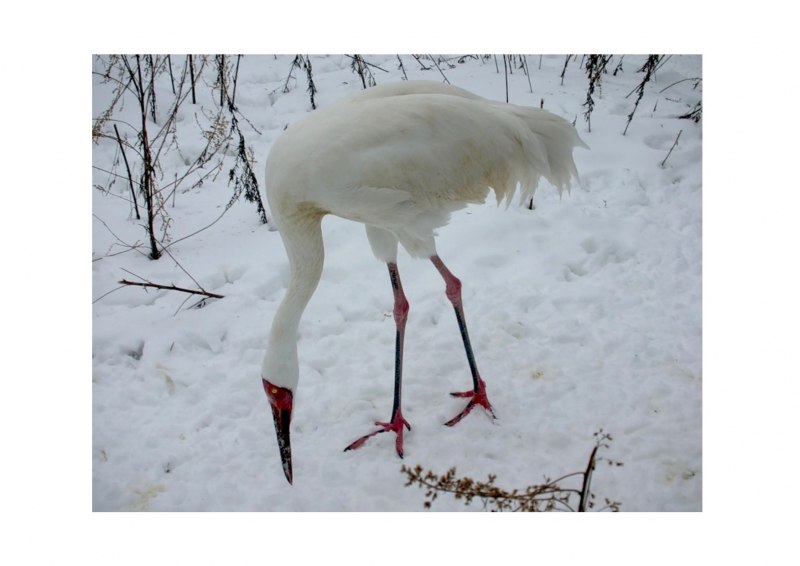 Grus leucogeranus Стерх