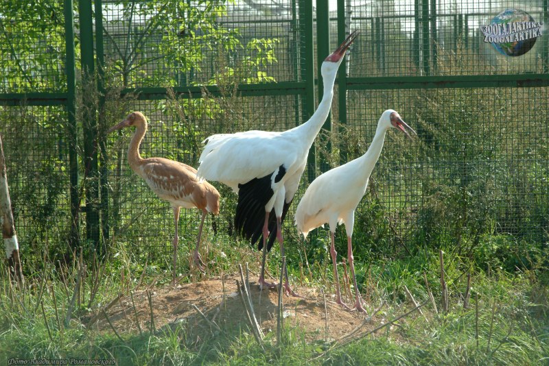 Leucogeranus leucogeranus