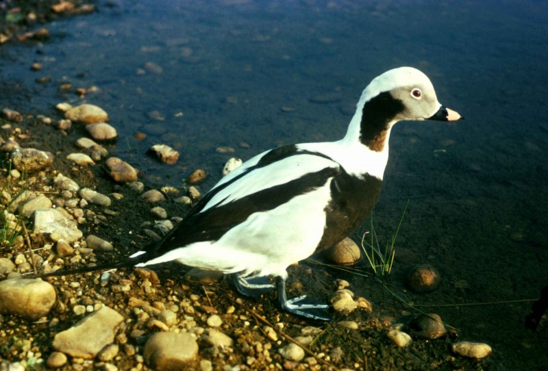 Морянка утка самка