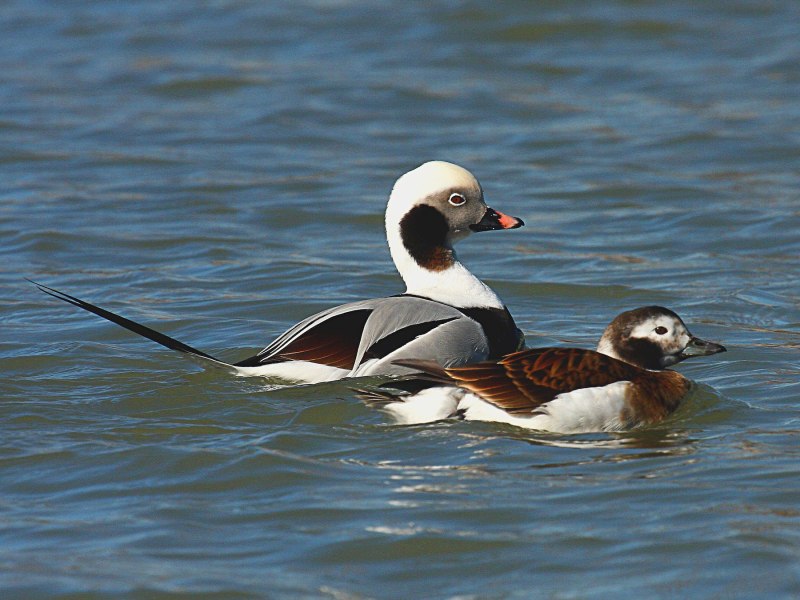 Морянка clangula hyemalis