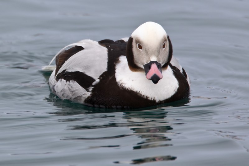 Морянка clangula hyemalis