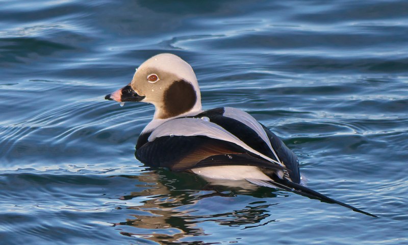 Морянка clangula hyemalis