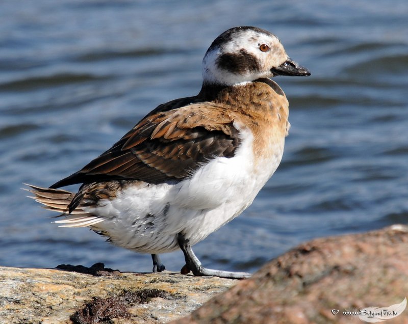 Морянка clangula hyemalis