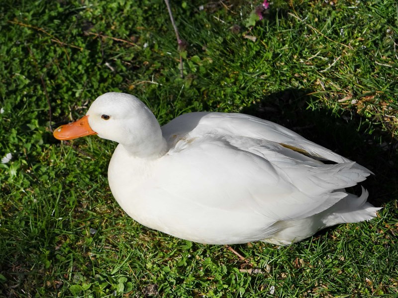 Дикая утка the Wild Duck