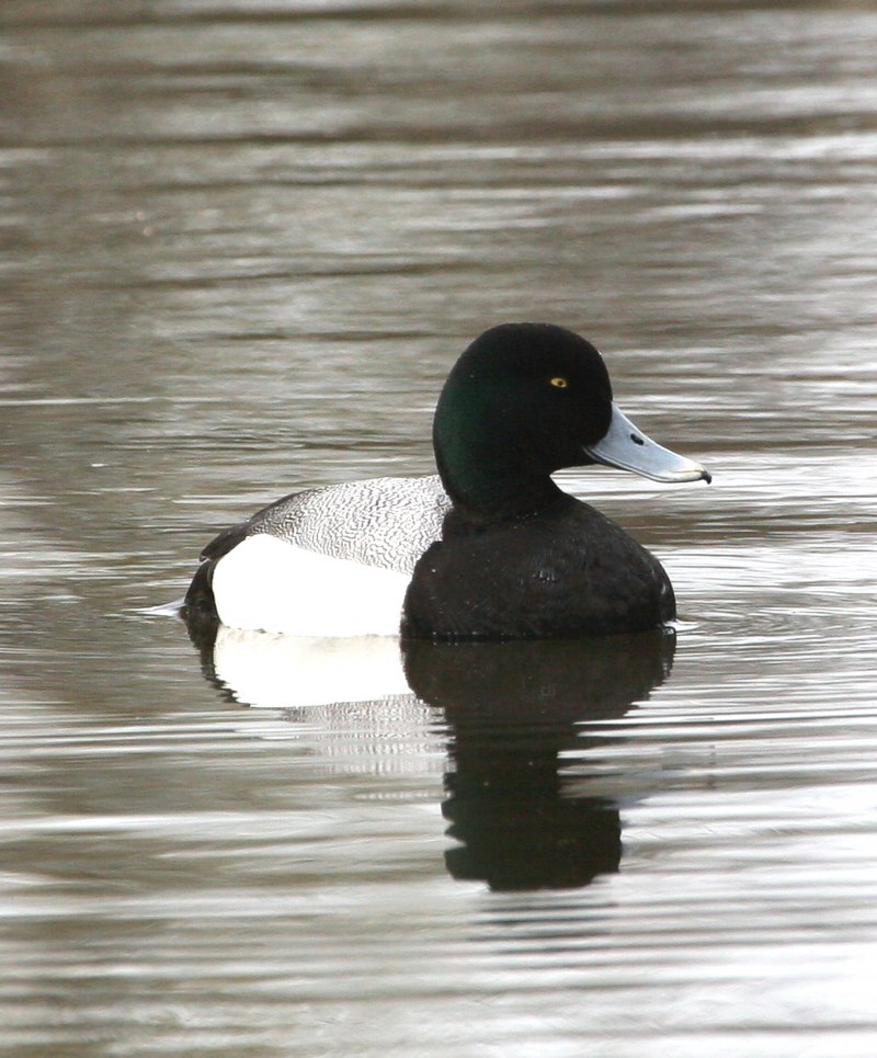 Common Merganser