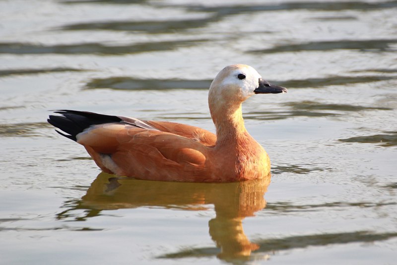 Синьга Melanitta nigra