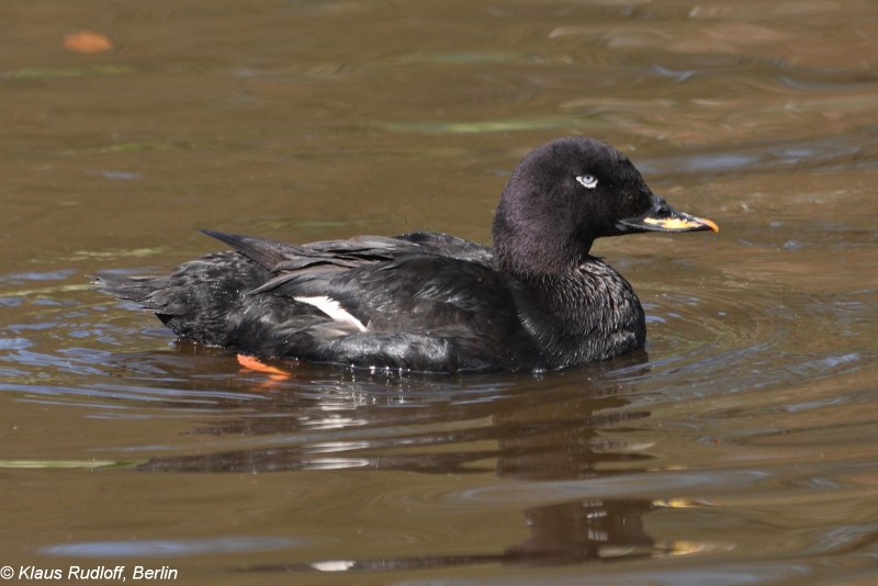 Американская лысуха (Fulica Americana)