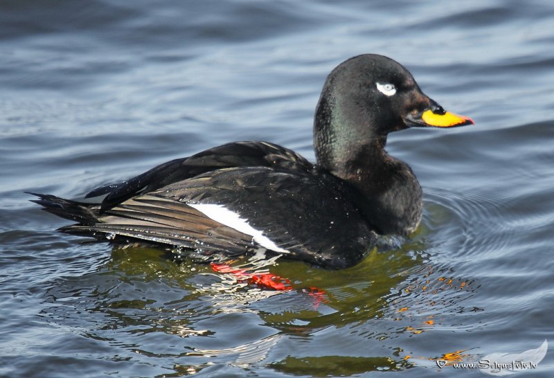 Surf Scoter Diet