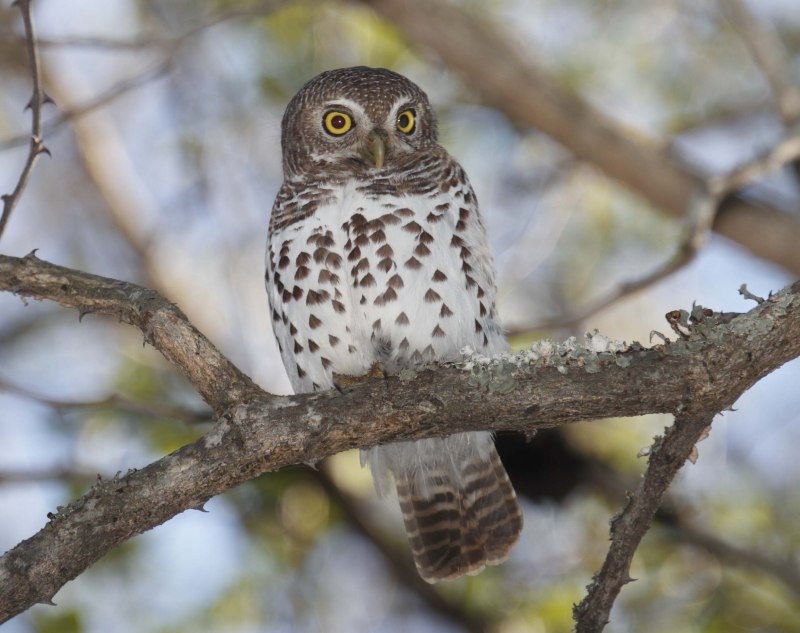 Воробьиный Сыч Glaucidium passerinum