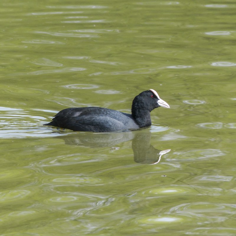 Американская лысуха (Fulica Americana)