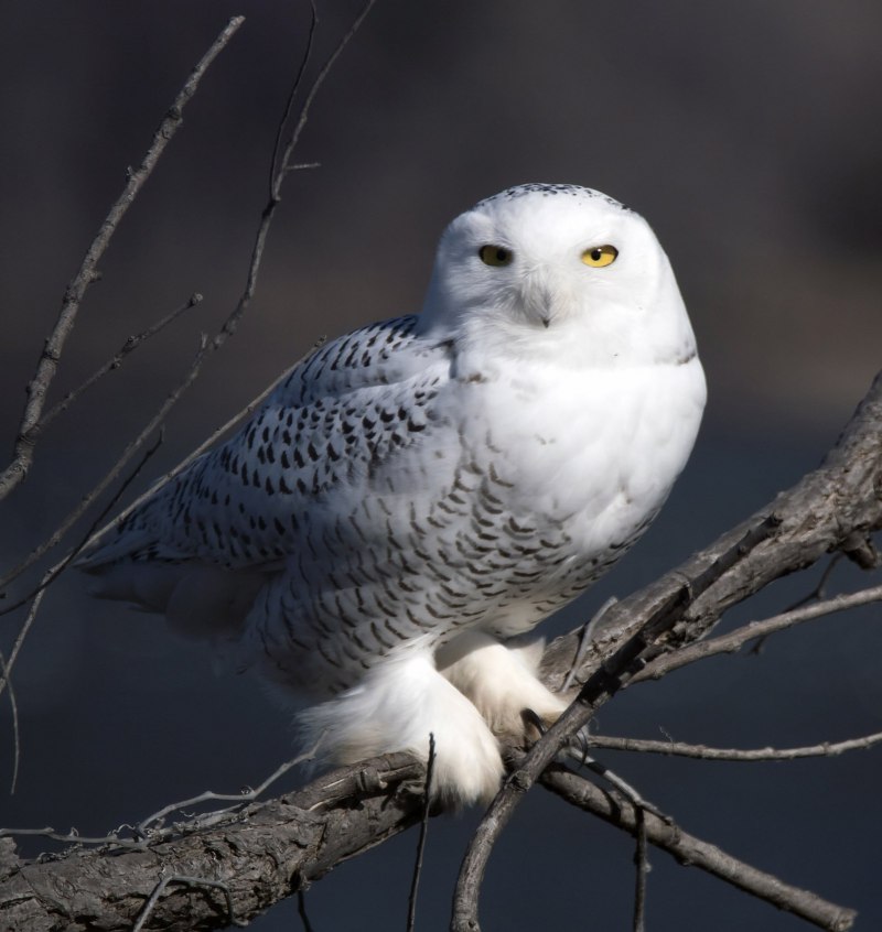 Bubo scandiacus, Nyctea scandiaca