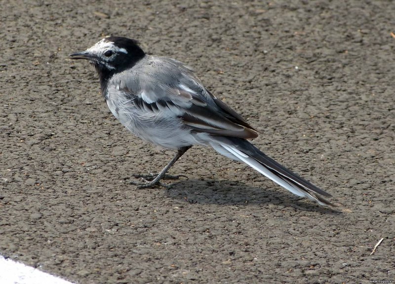 Motacilla personata