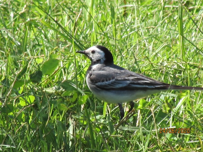 Merula Alba птица
