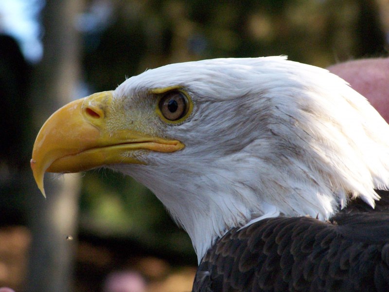 "Bald Eagle Bob"+Copenhagen